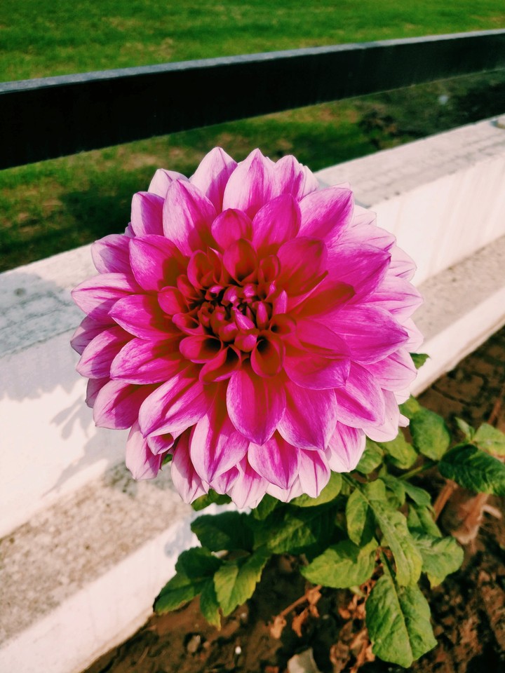 Pink Flower