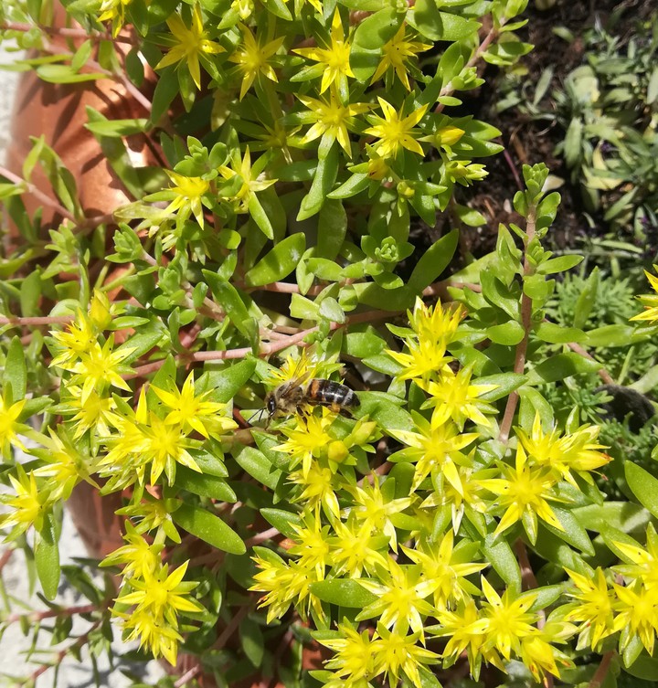 Bee