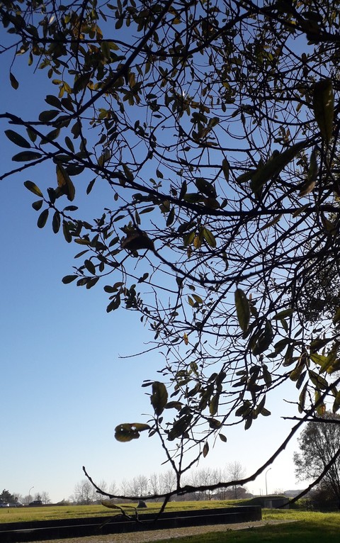 tree