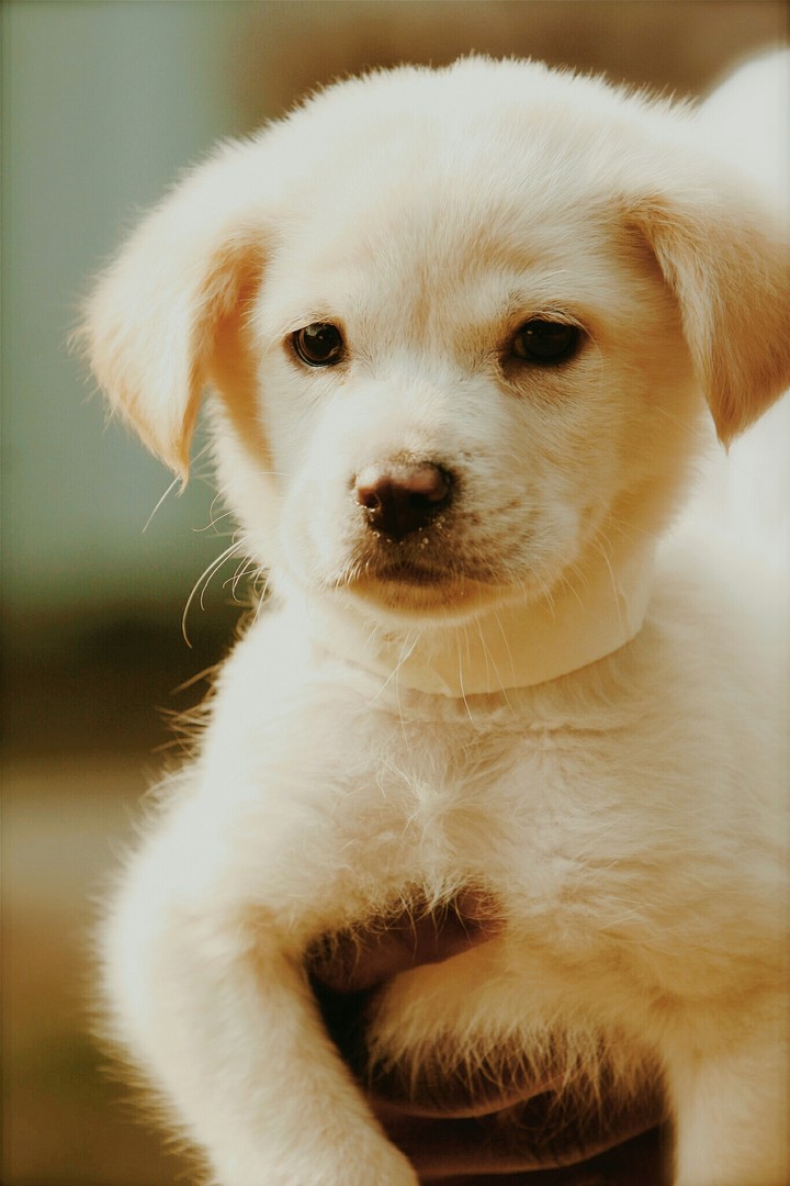 puppy