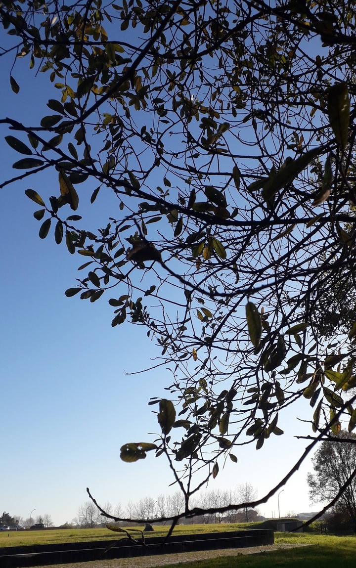 tree