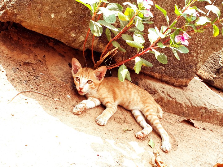 植物と猫