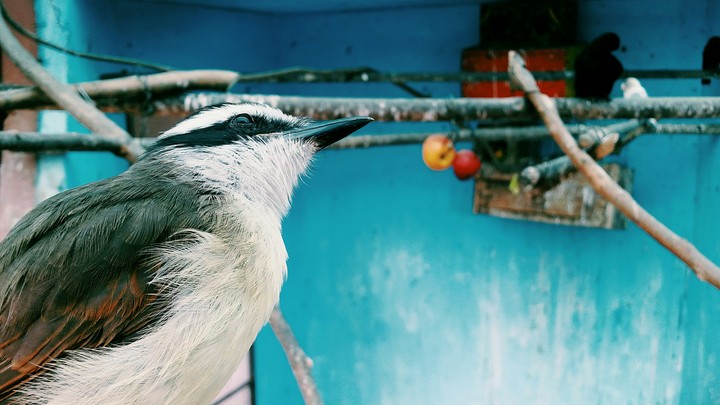 Special bird