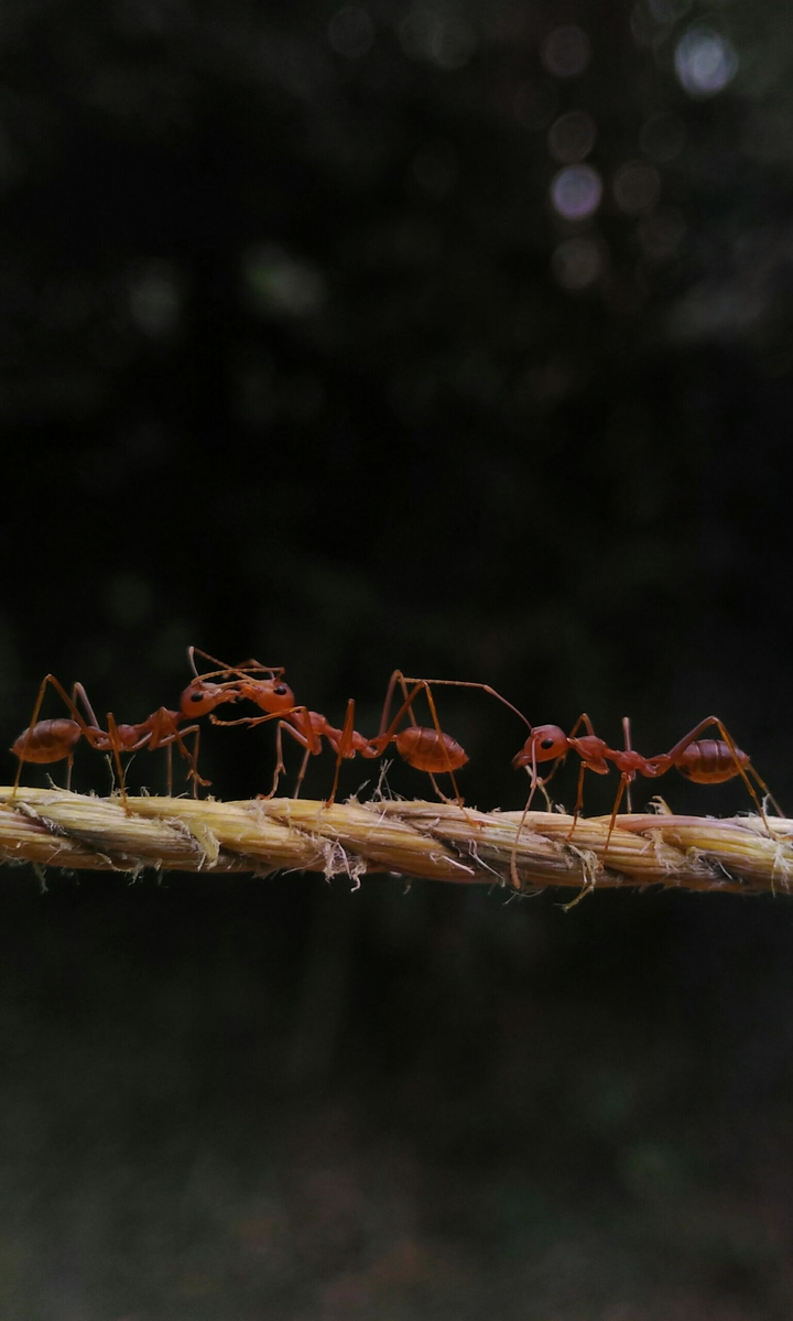 Ants