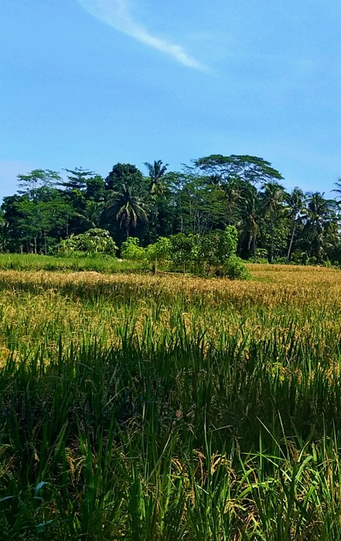 Rice fields