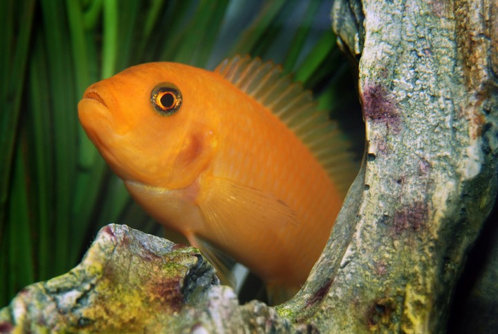 my orange fish