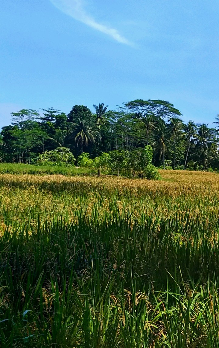 Rice fields