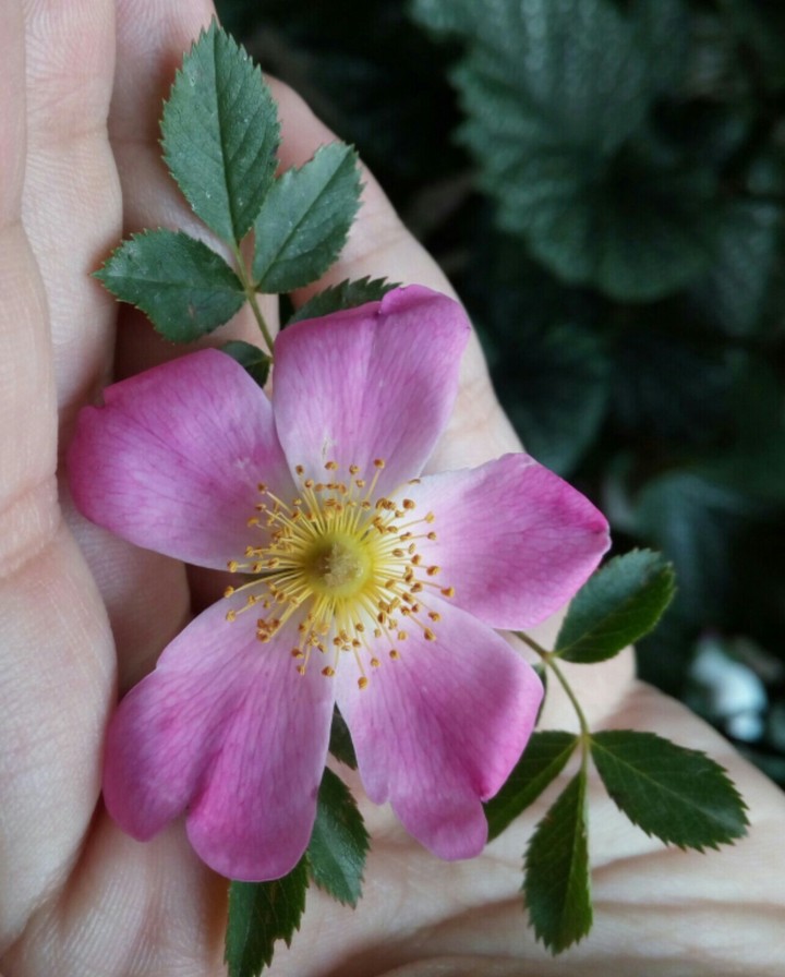 Eglantine flower