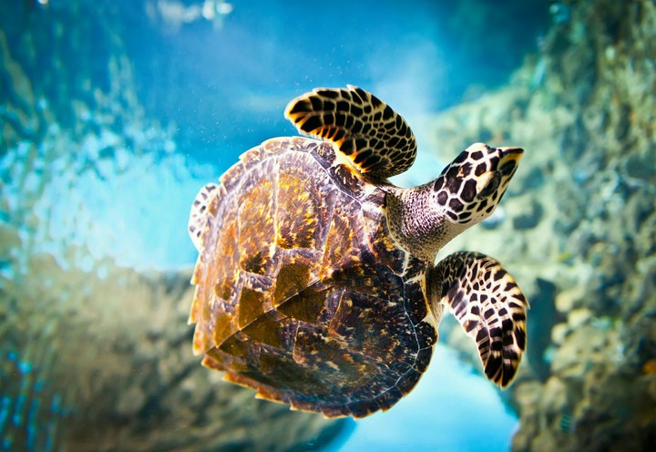 turtle
