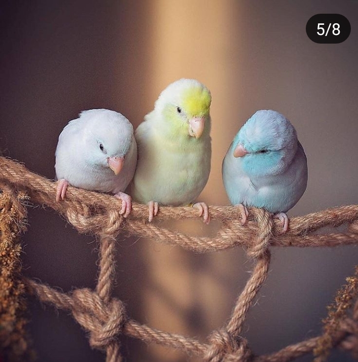 parrots
