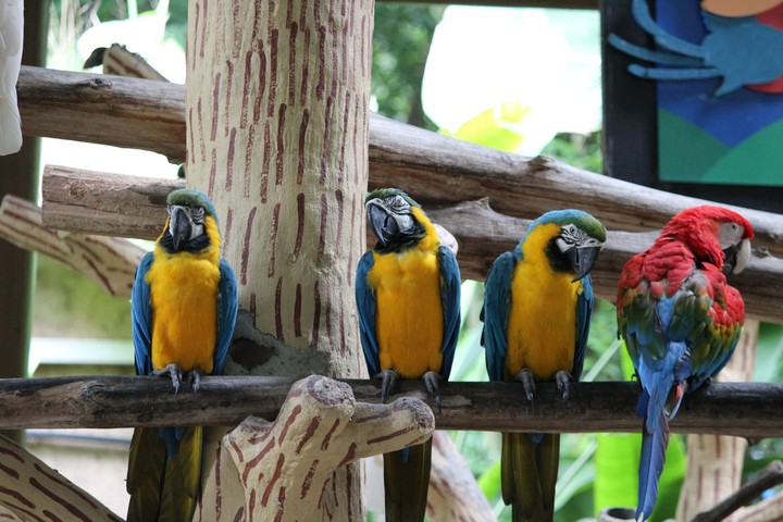 Parrots 