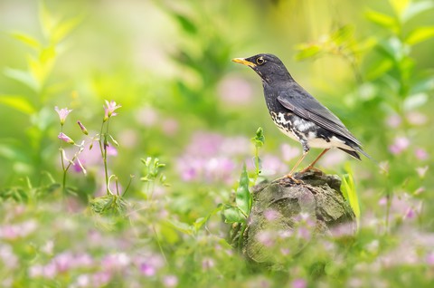 bird