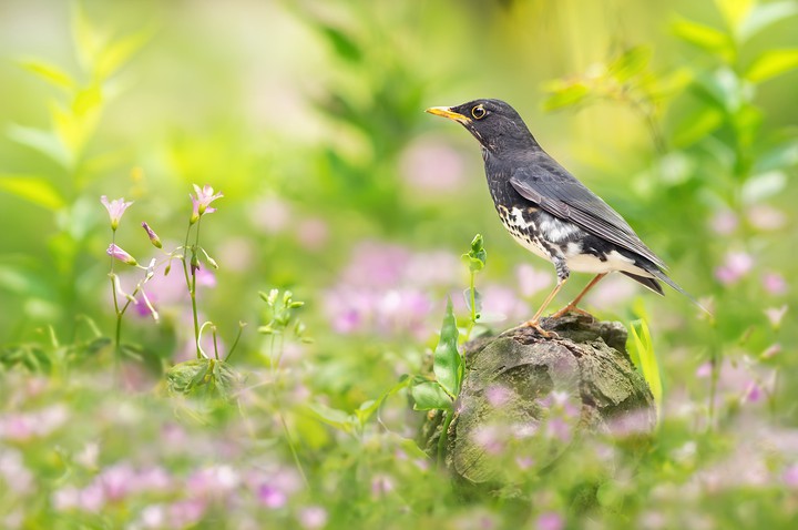 bird