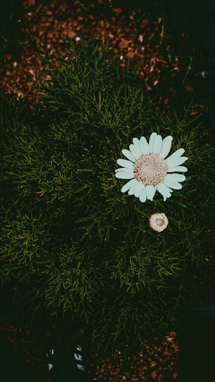 fla