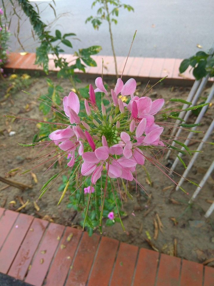 Unknown Flower 