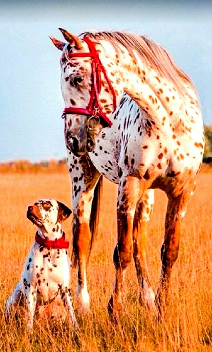 Me and My Cousin Fido