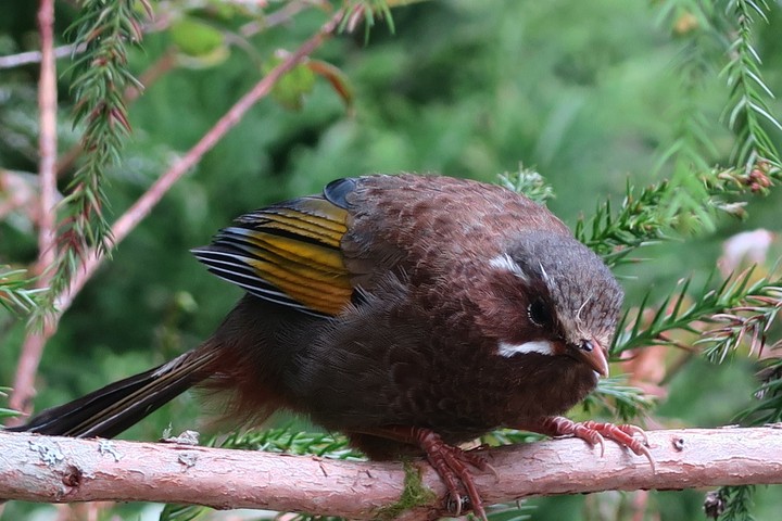 Garrulax morrisonianus