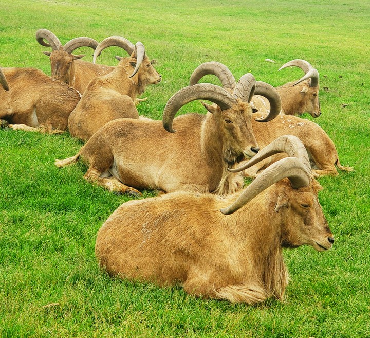 Animal Love