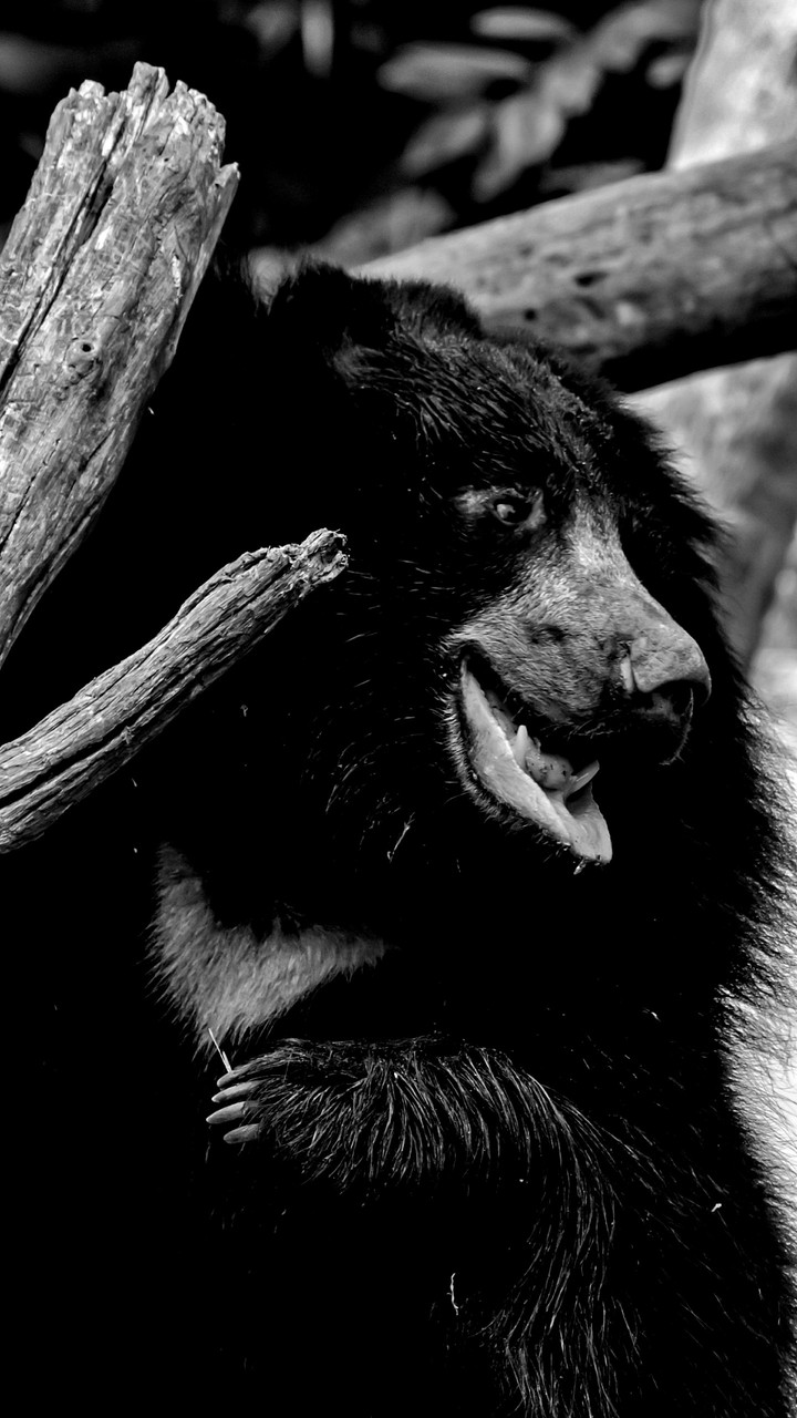 wildlife