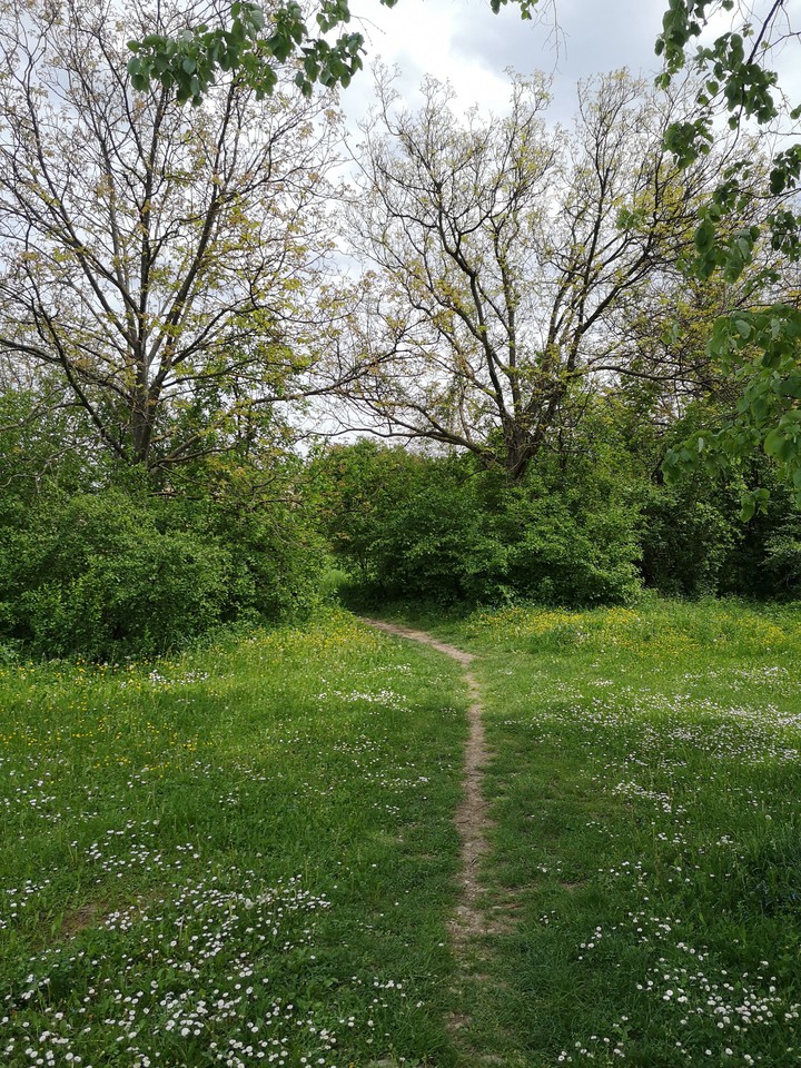 Path to the nature