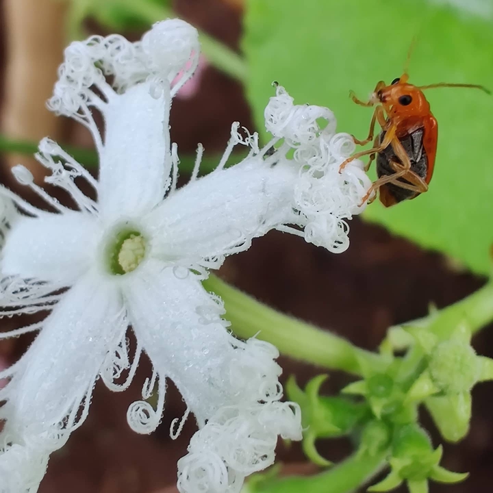 Flower and the insect