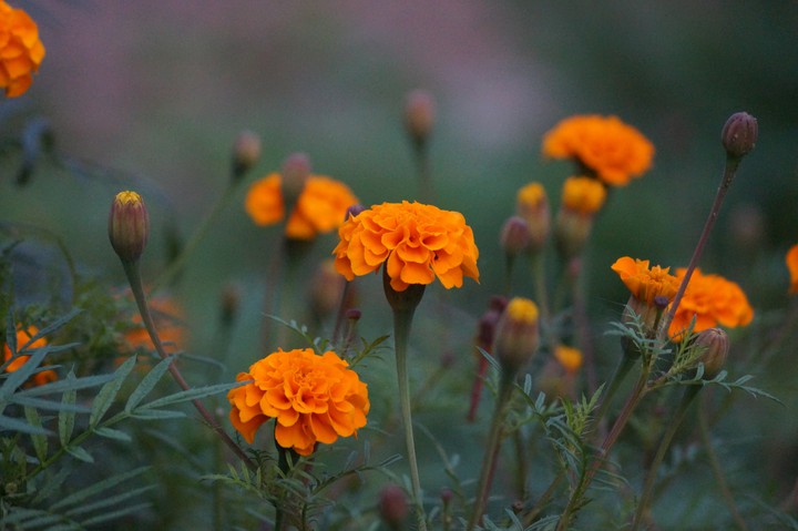 flowers