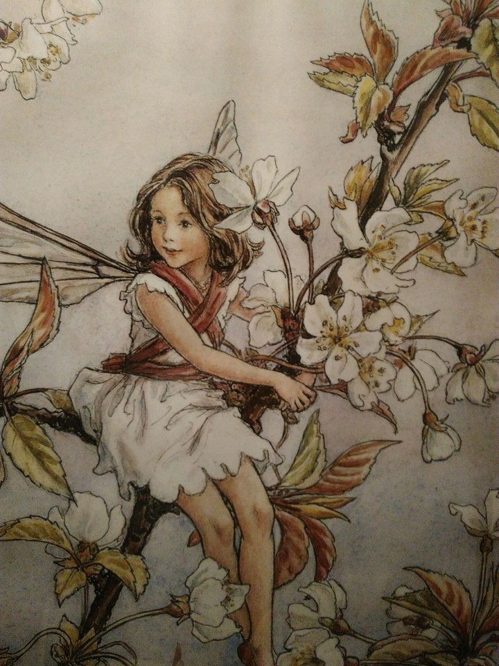 the wild cherry blossom fiary