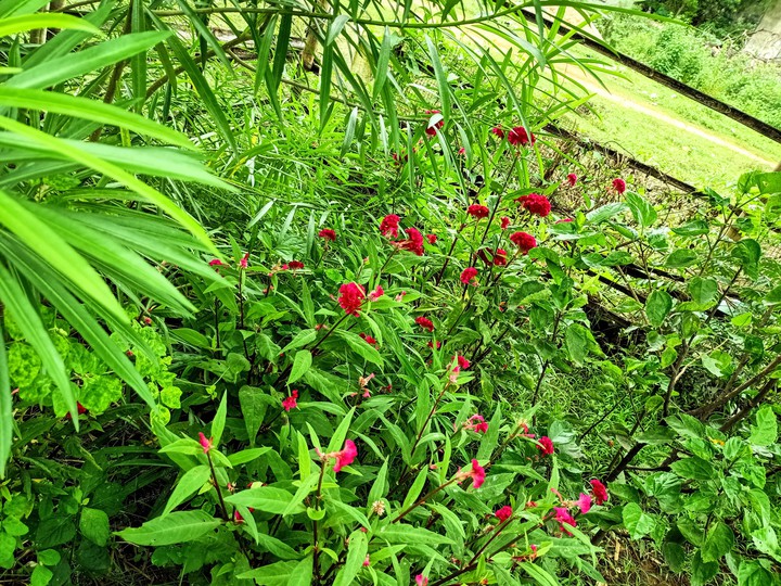 flower