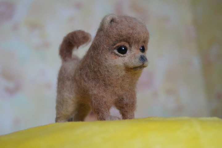 Little toy dog