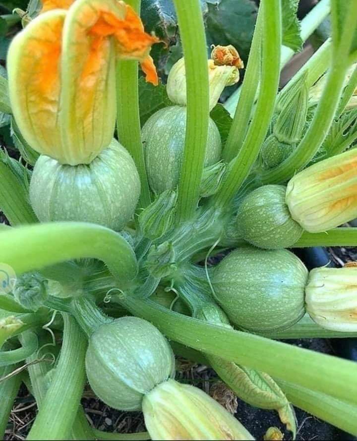flor de calabaza