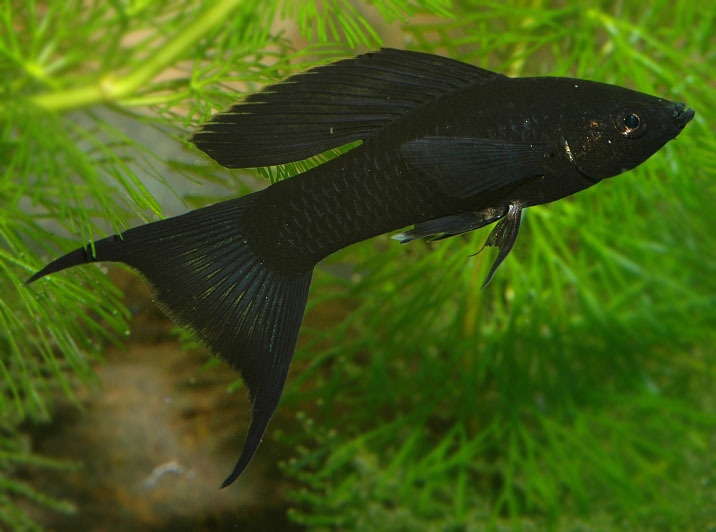 Black Molly