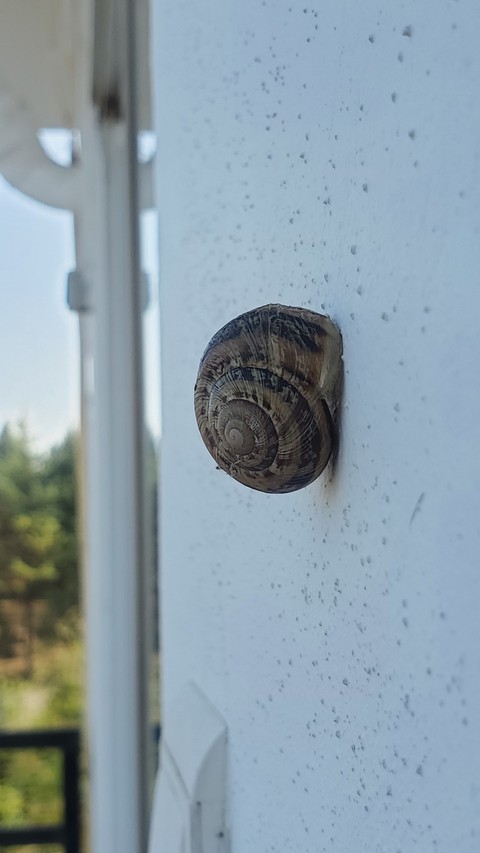 snail