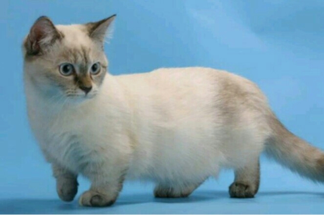 And this is a cat foot.