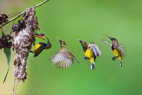 fonds d'écran hummingbird, insect