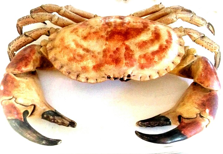 Crab