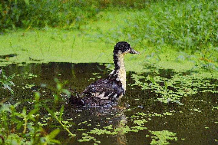A lonely Duck