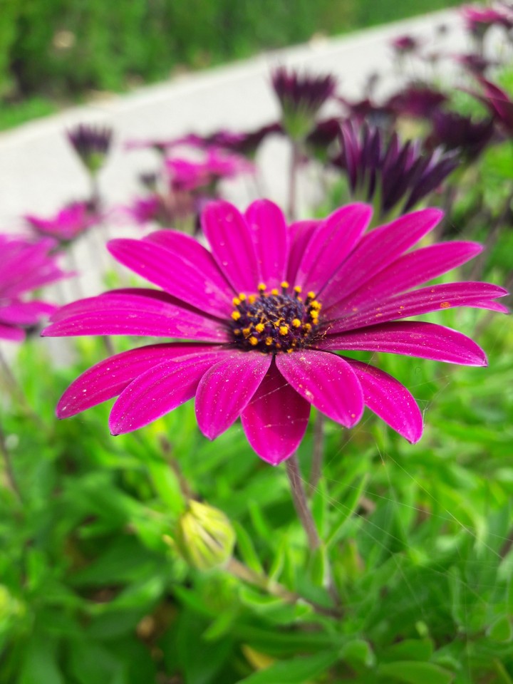 flower and cobweb