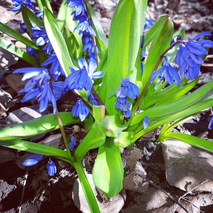 snowdrop