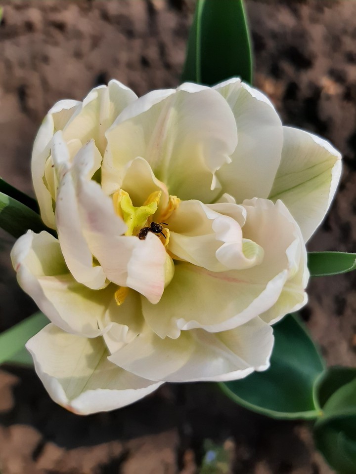 Tulip