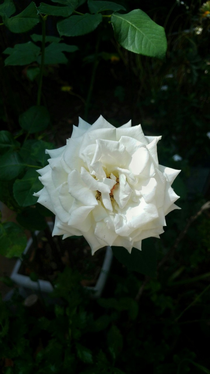White rose