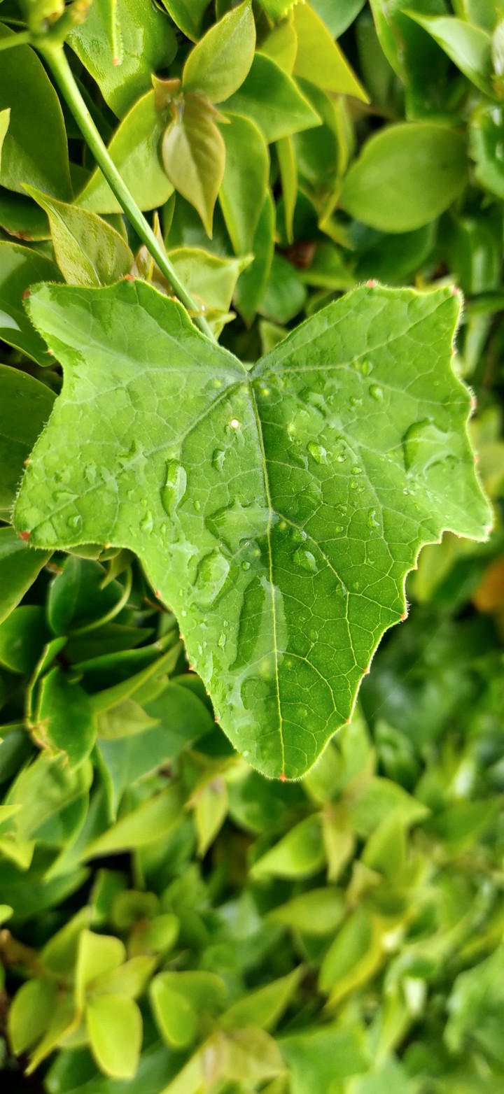 dewdrops