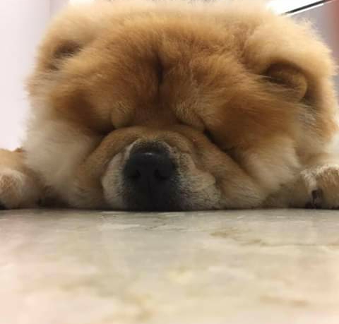 Shhh!! Sleeping Red Bear ?