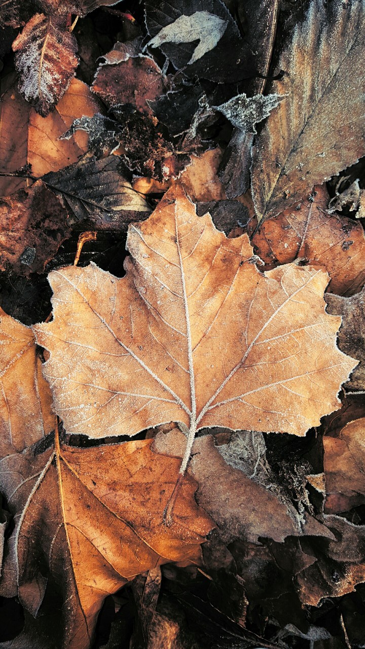 autumn frosty leaves
