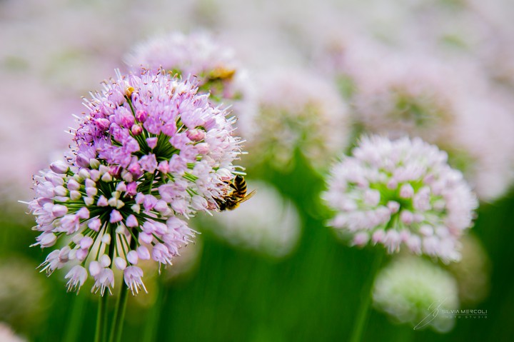 la bellezza della natura