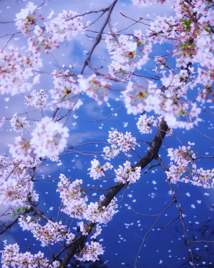 spring