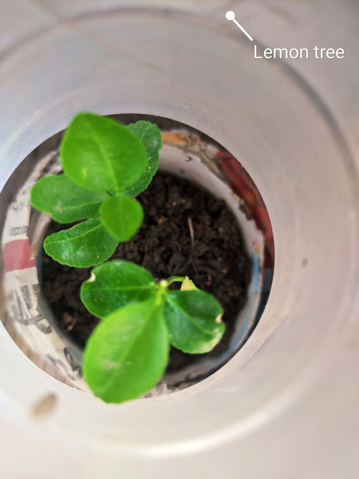 lemon seed trer