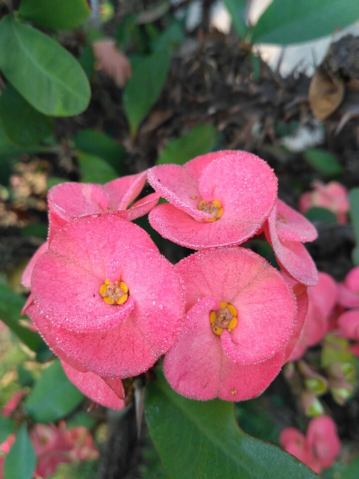 BEAUTY OF NATURE