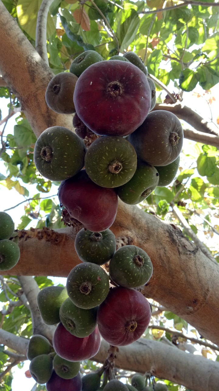 Fig