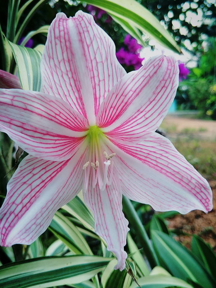 Backyard Treasure