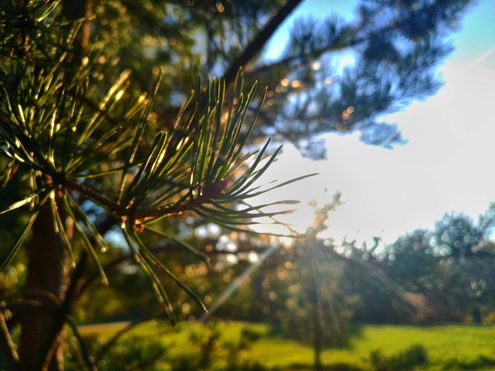 Pine